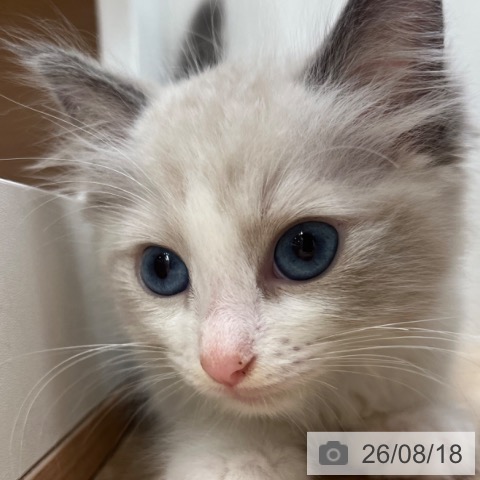 ラグドールの写真