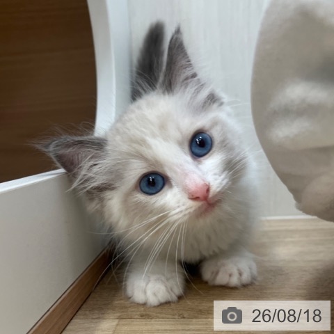 ラグドールの写真
