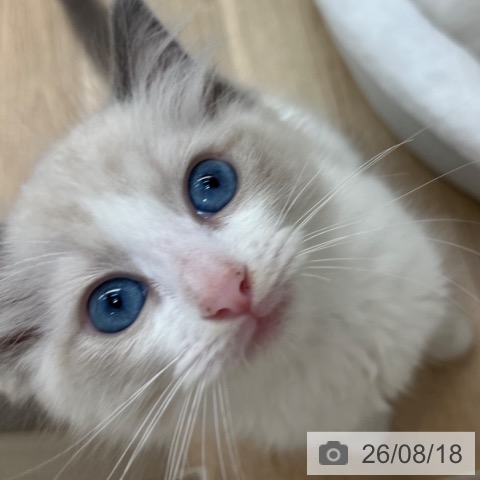 ラグドールの写真