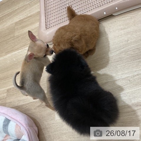ポメラニアンの写真