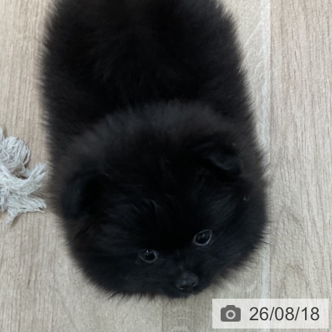 ポメラニアンの写真
