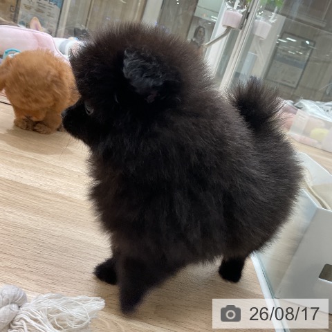 ポメラニアンの写真