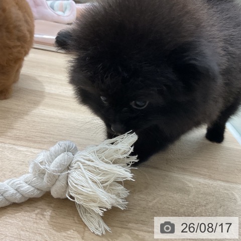 ポメラニアンの写真