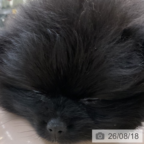 ポメラニアンの写真