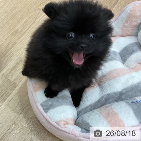 ポメラニアンの写真
