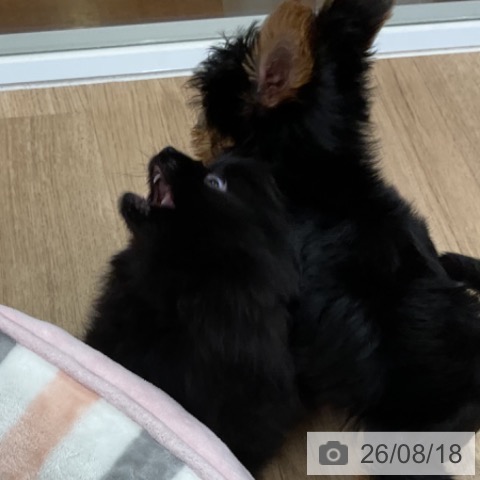 ポメラニアンの写真