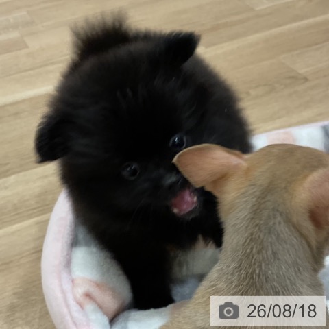 ポメラニアンの写真