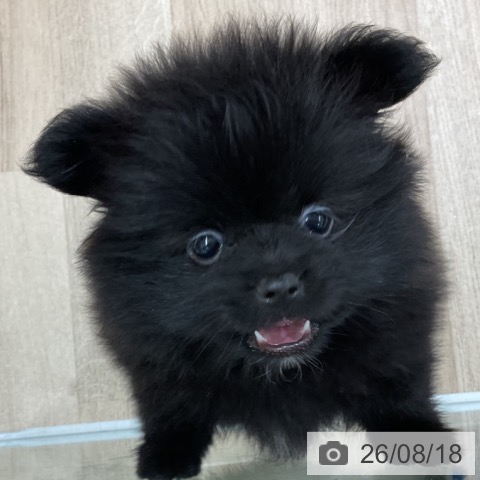 ポメラニアンの写真