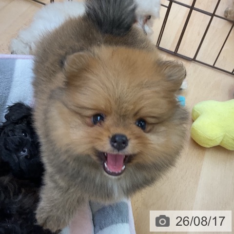 ポメラニアンの写真
