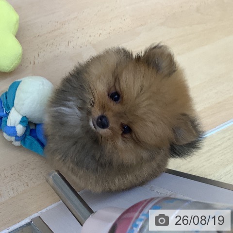 ポメラニアンの写真