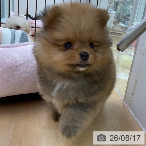 ポメラニアンの写真