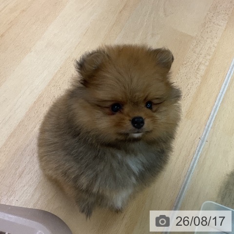 ポメラニアンの写真