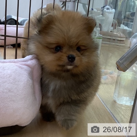 ポメラニアンの写真
