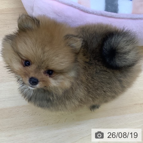 ポメラニアンの写真