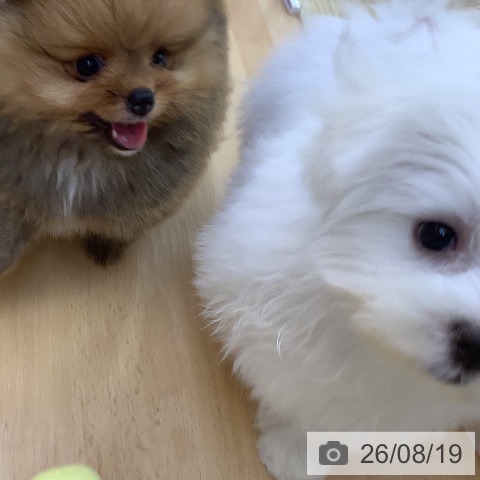 ポメラニアンの写真