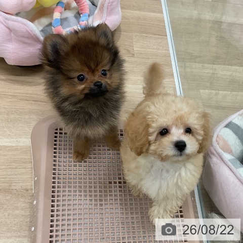 福岡県のトイプードル(トイ) (ペットプラス 八幡東店/2026年6月17日生まれ/男の子/クリーム)の子犬の4枚目の画像