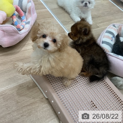 福岡県のトイプードル(トイ) (ペットプラス 八幡東店/2026年6月17日生まれ/男の子/クリーム)の子犬の3枚目の画像