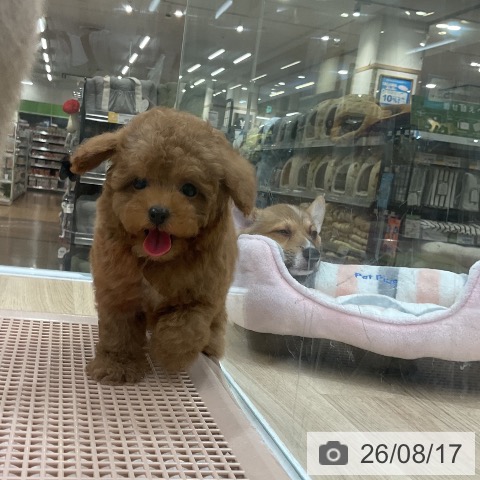 福岡県のトイプードル(トイ) (ペットプラス 八幡東店/2026年6月17日生まれ/男の子/レッド)の子犬の4枚目の画像