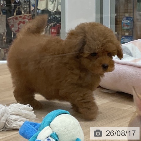 福岡県のトイプードル(トイ) (ペットプラス 八幡東店/2026年6月17日生まれ/男の子/レッド)の子犬の3枚目の画像