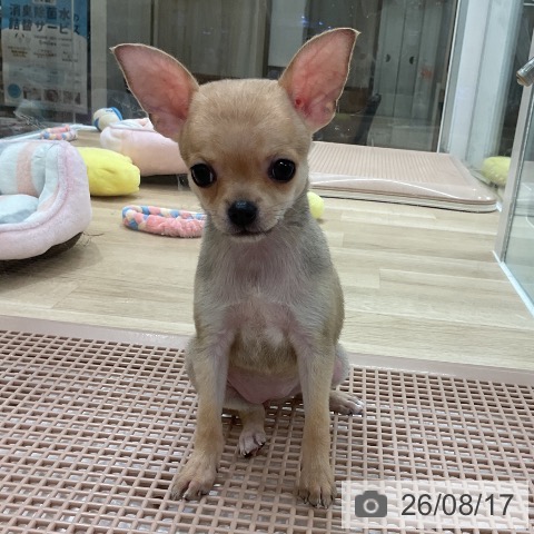 福岡県のチワワ(ロング) (ペットプラス 八幡東店/2026年6月16日生まれ/女の子/フォーン)の子犬の4枚目の画像