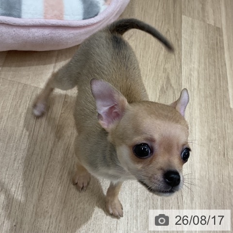 福岡県のチワワ(ロング) (ペットプラス 八幡東店/2026年6月16日生まれ/女の子/フォーン)の子犬の3枚目の画像