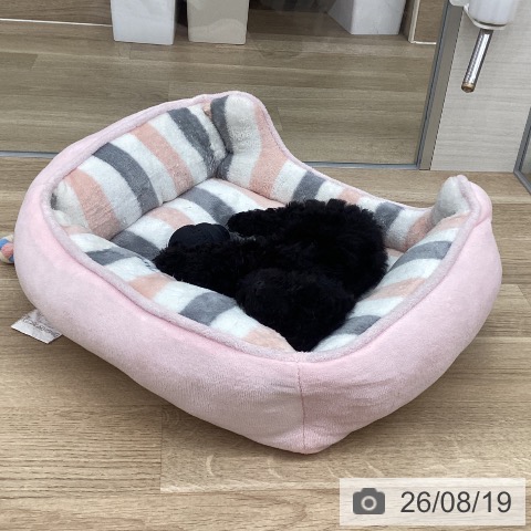 福岡県のトイプードル(トイ) (ペットプラス 春日店/2026年6月17日生まれ/男の子/ブラック)の子犬の3枚目の画像