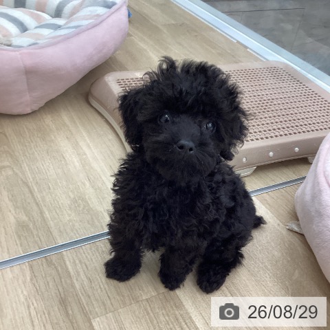 福岡県のトイプードル(トイ) (ペットプラス 春日店/2026年6月17日生まれ/男の子/ブラック)の子犬の4枚目の画像