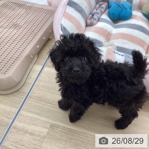 福岡県のトイプードル(トイ) (ペットプラス 春日店/2026年6月17日生まれ/男の子/ブラック)の子犬の3枚目の画像