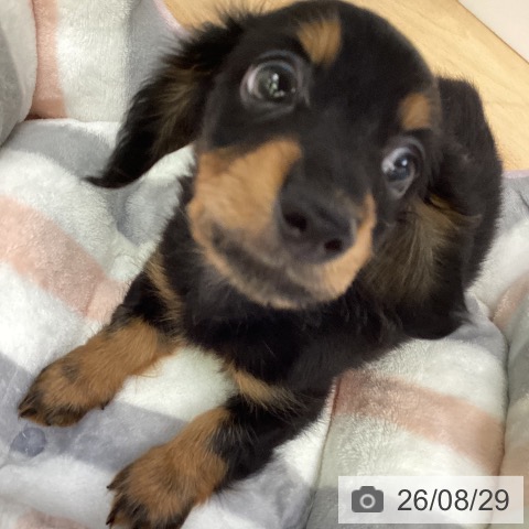 福岡県のカニンヘンダックスフンド(ロング) (ペットプラス 黒崎店/2026年6月16日生まれ/男の子/ブラックタン)の子犬の4枚目の画像