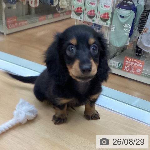 福岡県のカニンヘンダックスフンド(ロング) (ペットプラス 黒崎店/2026年6月16日生まれ/男の子/ブラックタン)の子犬の3枚目の画像