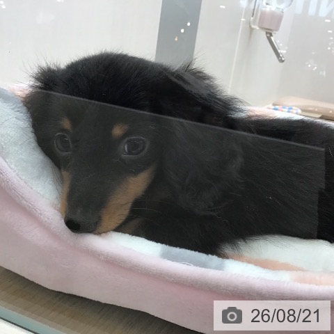 沖縄県のカニンヘンダックスフンド(ロング) (ペットプラス 沖縄ライカム店/2026年6月15日生まれ/男の子/ブラックタン)の子犬の4枚目の画像