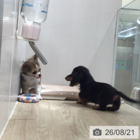 沖縄県のカニンヘンダックスフンド(ロング) (ペットプラス 沖縄ライカム店/2026年6月15日生まれ/男の子/ブラックタン)の子犬の3枚目の画像
