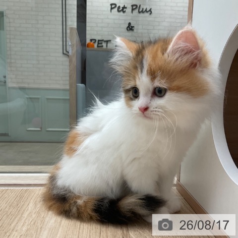 福岡県のマンチカン (ペットプラス ららぽーと福岡店/2026年6月17日生まれ/女の子/ブラウンパッチドタビーホワイト)の子猫の4枚目の画像