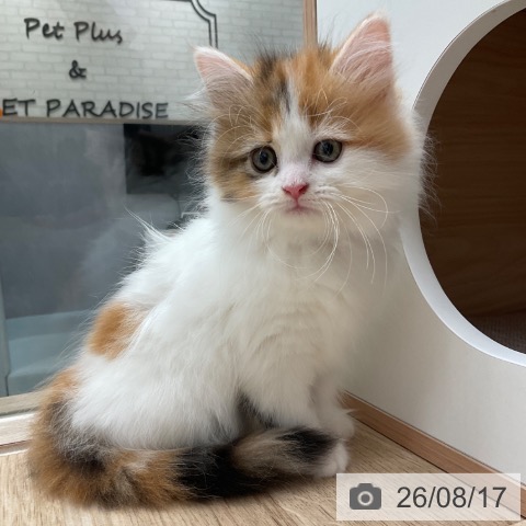 福岡県のマンチカン (ペットプラス ららぽーと福岡店/2026年6月17日生まれ/女の子/ブラウンパッチドタビーホワイト)の子猫の3枚目の画像