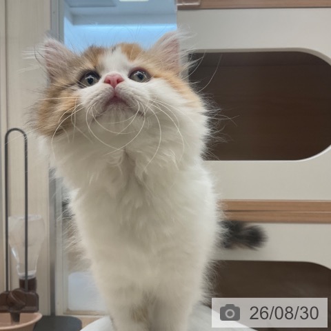 マンチカンの写真