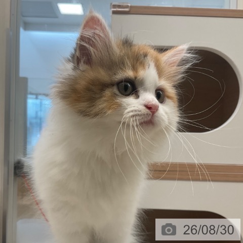 福岡県のマンチカン (ペットプラス ららぽーと福岡店/2026年6月17日生まれ/女の子/ブラウンパッチドタビーホワイト)の子猫の4枚目の画像