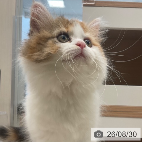 福岡県のマンチカン (ペットプラス ららぽーと福岡店/2026年6月17日生まれ/女の子/ブラウンパッチドタビーホワイト)の子猫の3枚目の画像