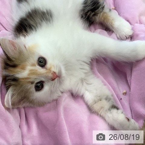 マンチカンの写真