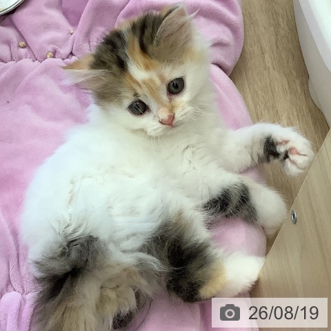 マンチカンの写真