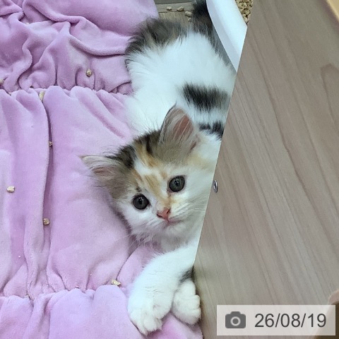 マンチカンの写真