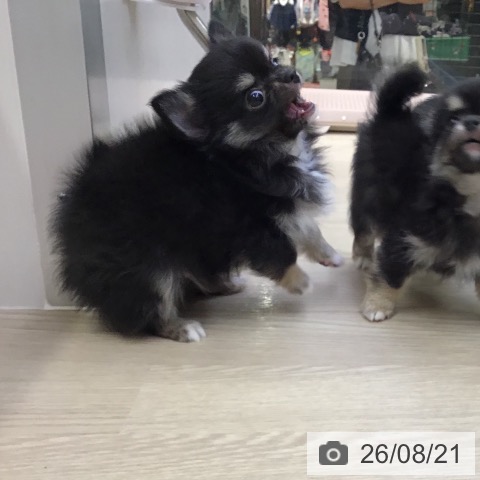 沖縄県のチワワ(ロング) (ペットプラス 沖縄ライカム店/2026年6月16日生まれ/男の子/ブラックタンホワイト)の子犬の4枚目の画像