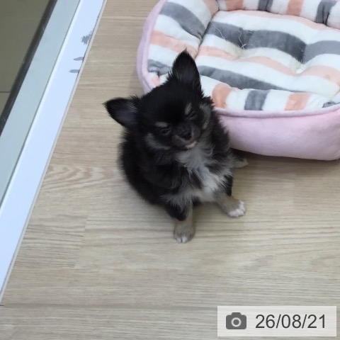 沖縄県のチワワ(ロング) (ペットプラス 沖縄ライカム店/2026年6月16日生まれ/男の子/ブラックタンホワイト)の子犬の3枚目の画像