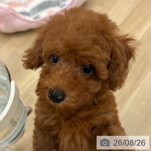 宮崎県のトイプードル(トイ) (ペットプラス 宮崎店/2026年6月14日生まれ/女の子/レッド)の子犬の4枚目の画像