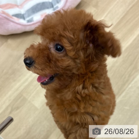 宮崎県のトイプードル(トイ) (ペットプラス 宮崎店/2026年6月14日生まれ/女の子/レッド)の子犬の3枚目の画像