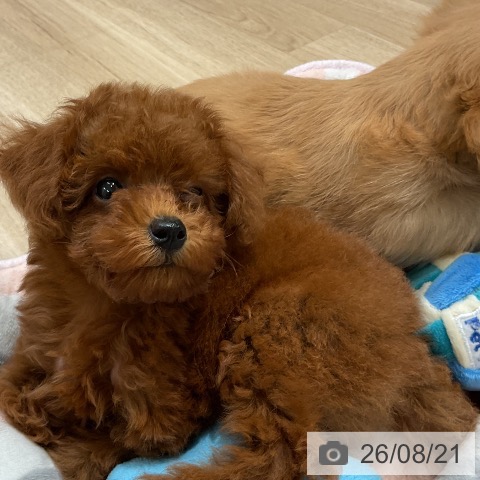 福岡県のトイプードル(トイ) (ペットプラス 八幡東店/2026年6月14日生まれ/女の子/レッド)の子犬の4枚目の画像
