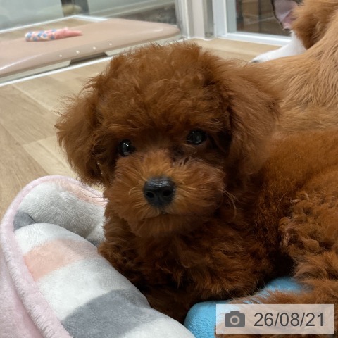 福岡県のトイプードル(トイ) (ペットプラス 八幡東店/2026年6月14日生まれ/女の子/レッド)の子犬の3枚目の画像