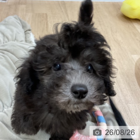福岡県のトイプードル(トイ) (ペットプラス 八幡東店/2026年6月16日生まれ/男の子/シルバー)の子犬の4枚目の画像
