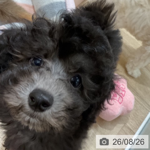 福岡県のトイプードル(トイ) (ペットプラス 八幡東店/2026年6月16日生まれ/男の子/シルバー)の子犬の3枚目の画像