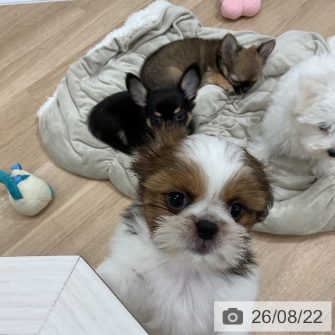 福岡県のシーズー (ペットプラス 八幡東店/2026年6月14日生まれ/女の子/ゴールドホワイト)の子犬の3枚目の画像