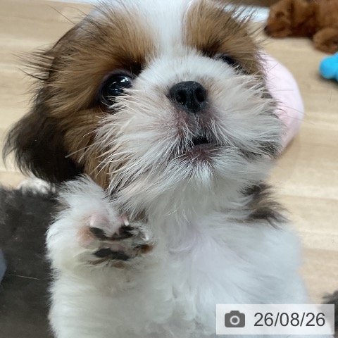福岡県のシーズー (ペットプラス 八幡東店/2026年6月14日生まれ/女の子/ゴールドホワイト)の子犬の3枚目の画像